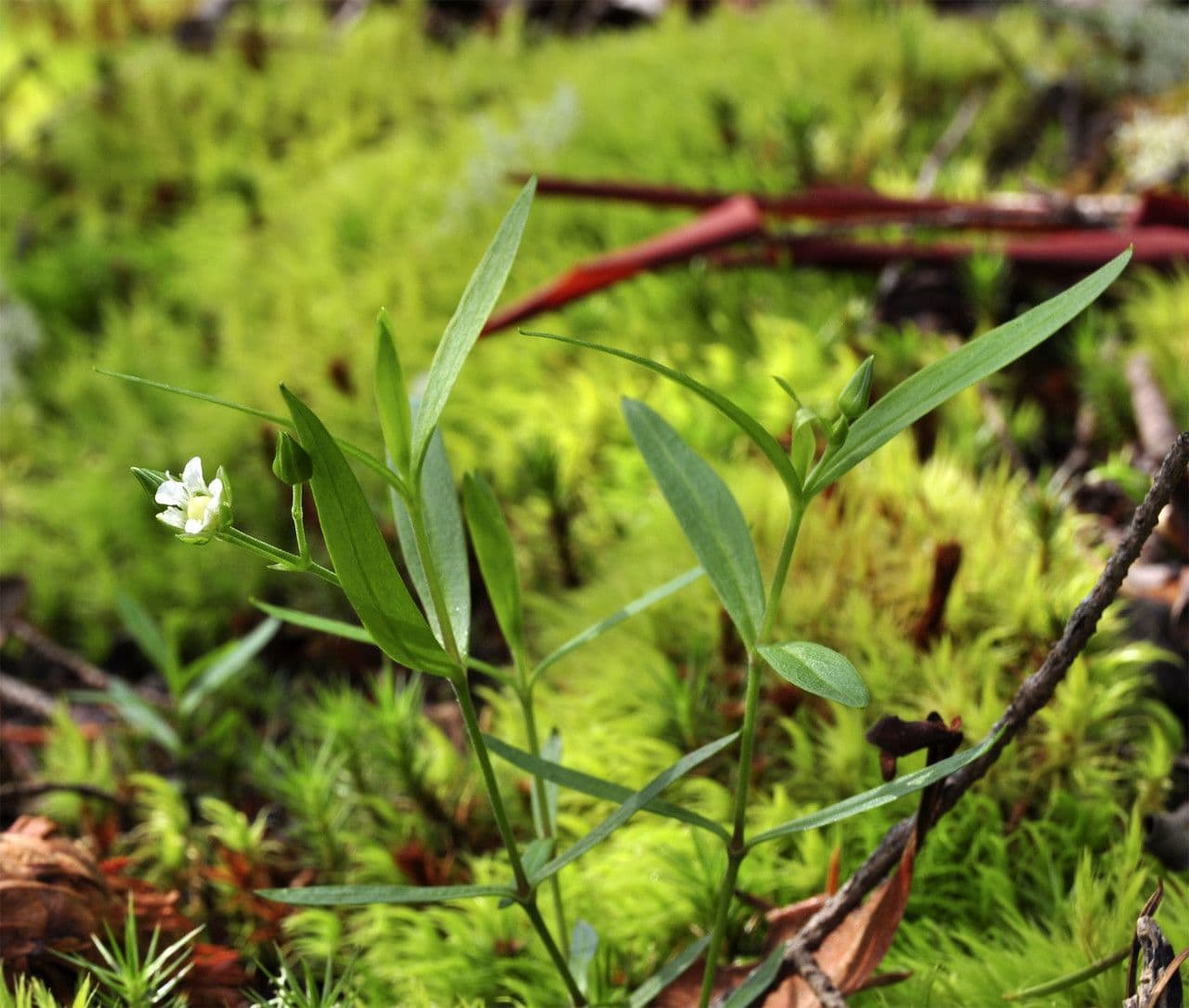 Moehringia macrophylla 13