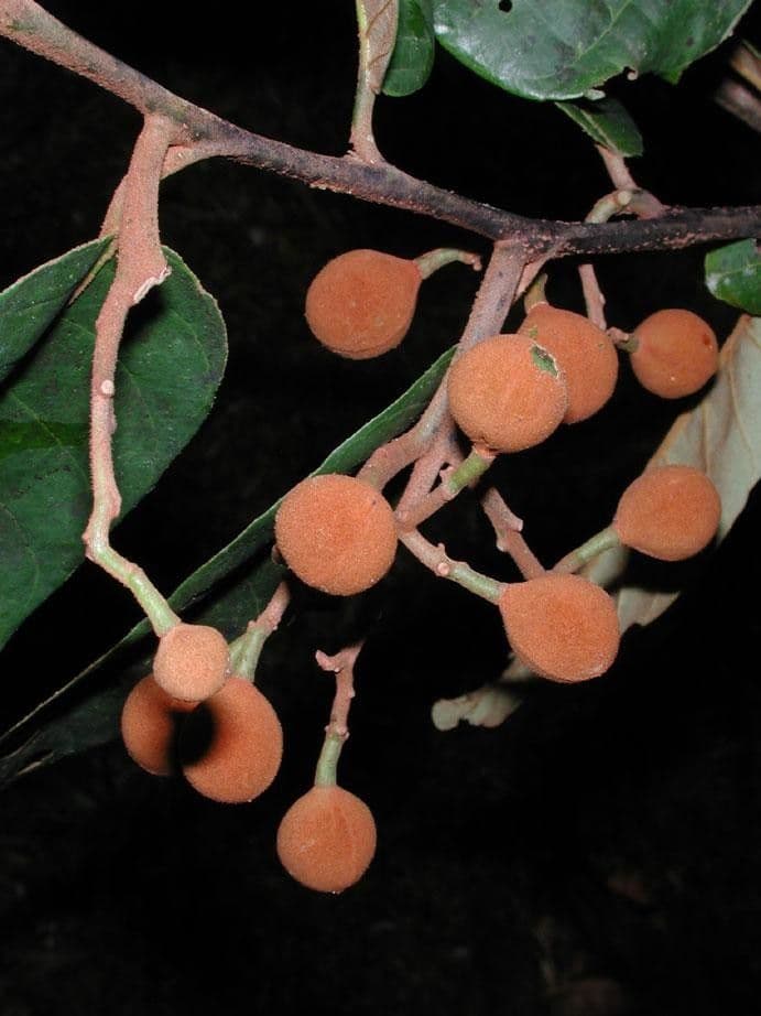 Virola sebifera 4