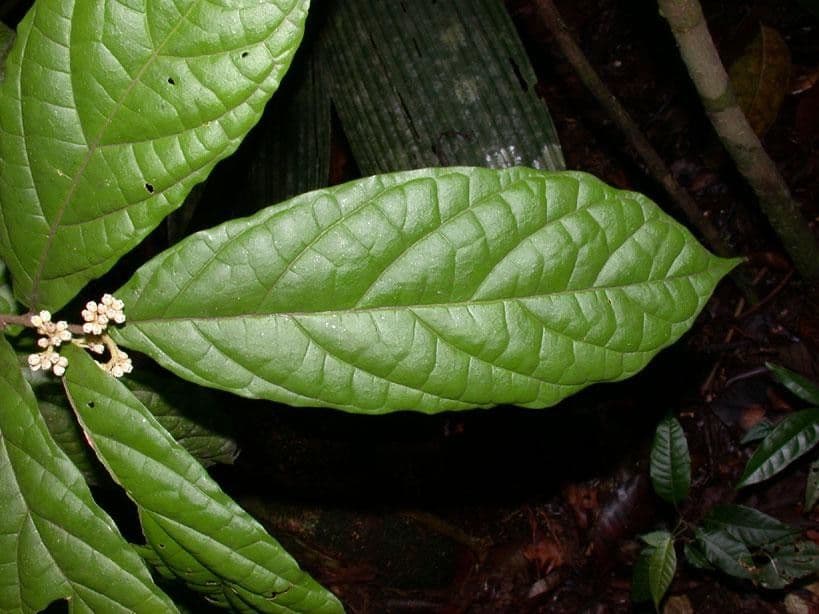 Dichapetalum 9