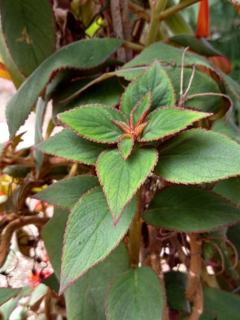 Kohleria pelosa 9
