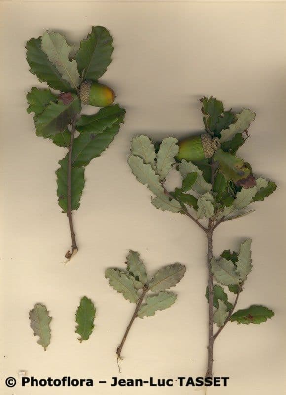 Quercia lusitanica 23
