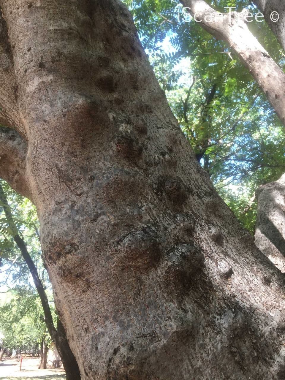 Seringa bianca 17