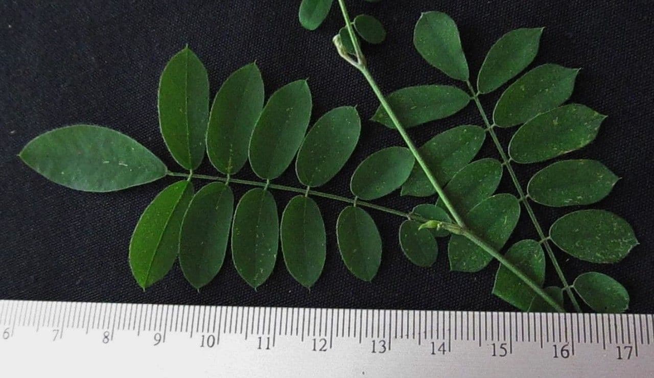 Coursetia caribaea 22
