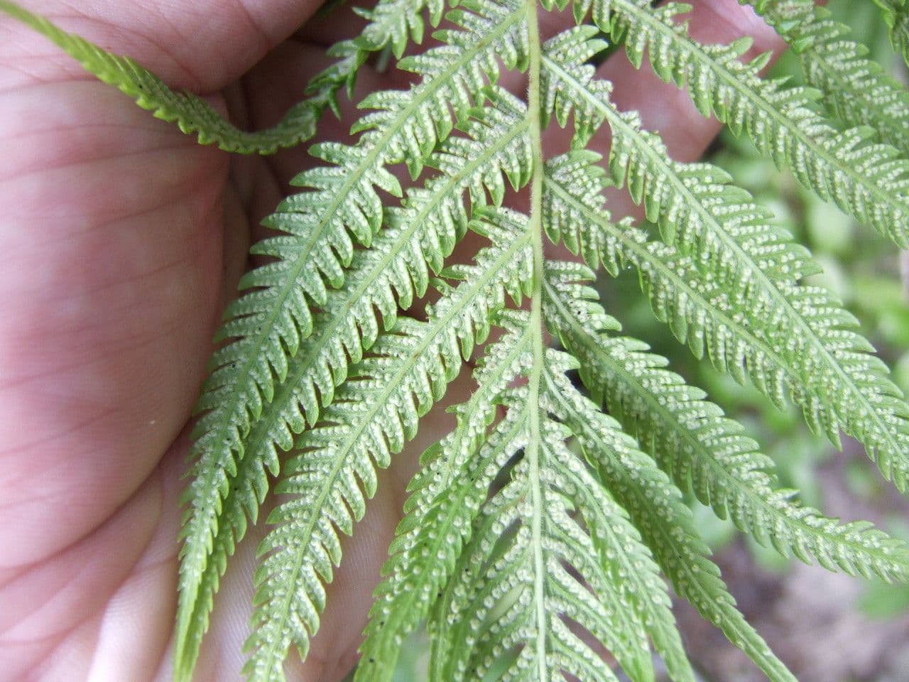 Thelypteris ovata 7