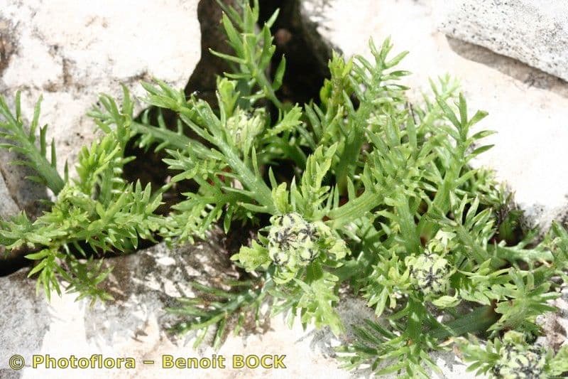 Achillea 8