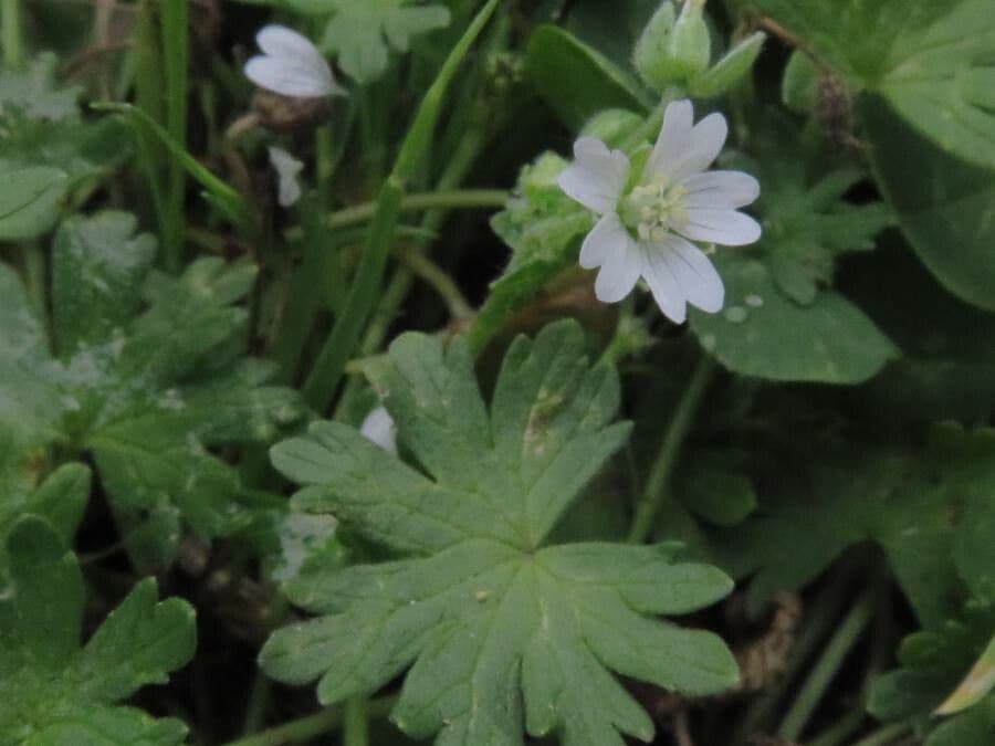 Géranium fluet 18