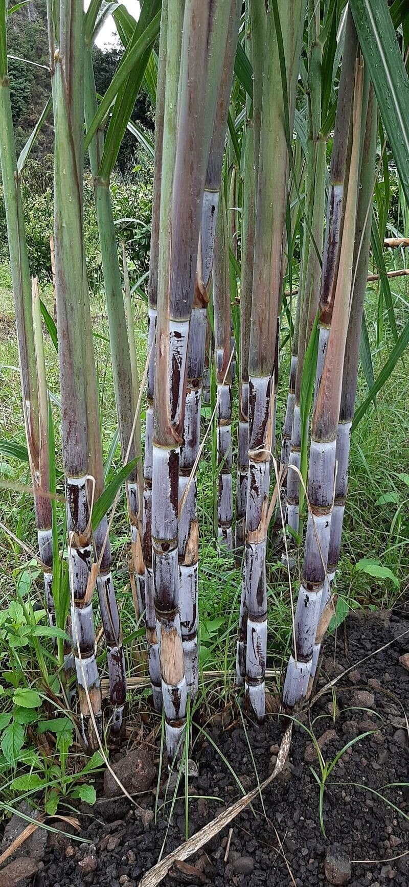 Saccharum