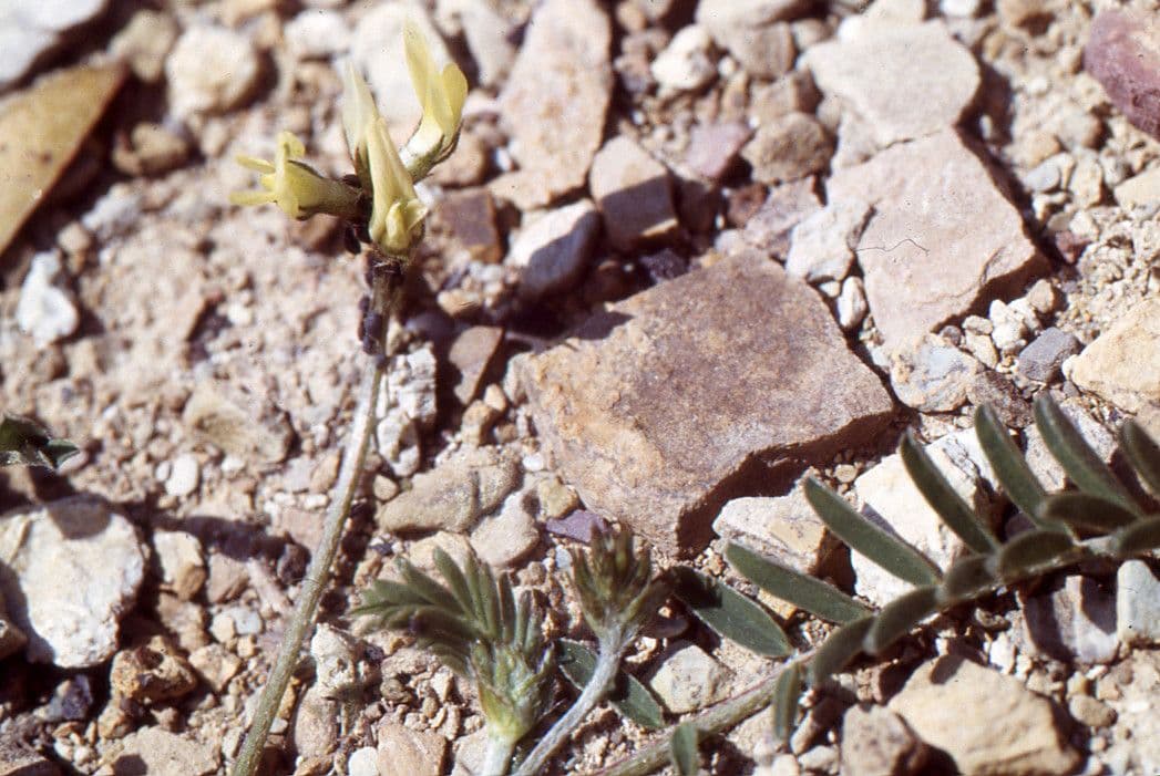Astragalus hamosus 28
