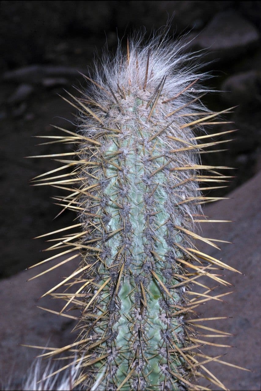 Oreocereus 6