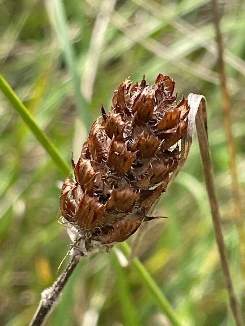 Prunella 4