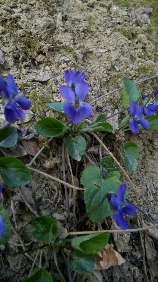 Viola pelosa 27