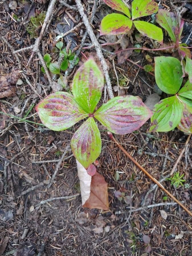 Corno de Suecia 18
