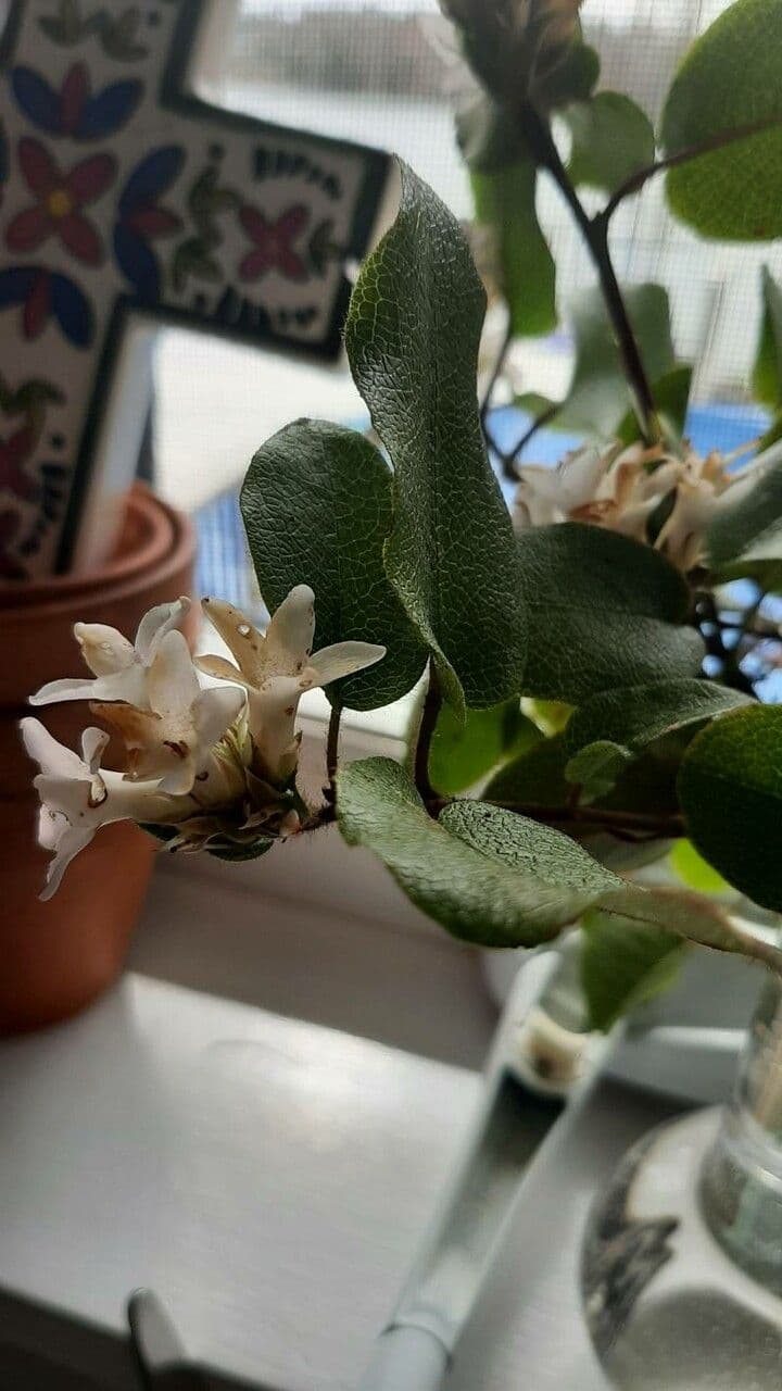 Epigaea repens 15
