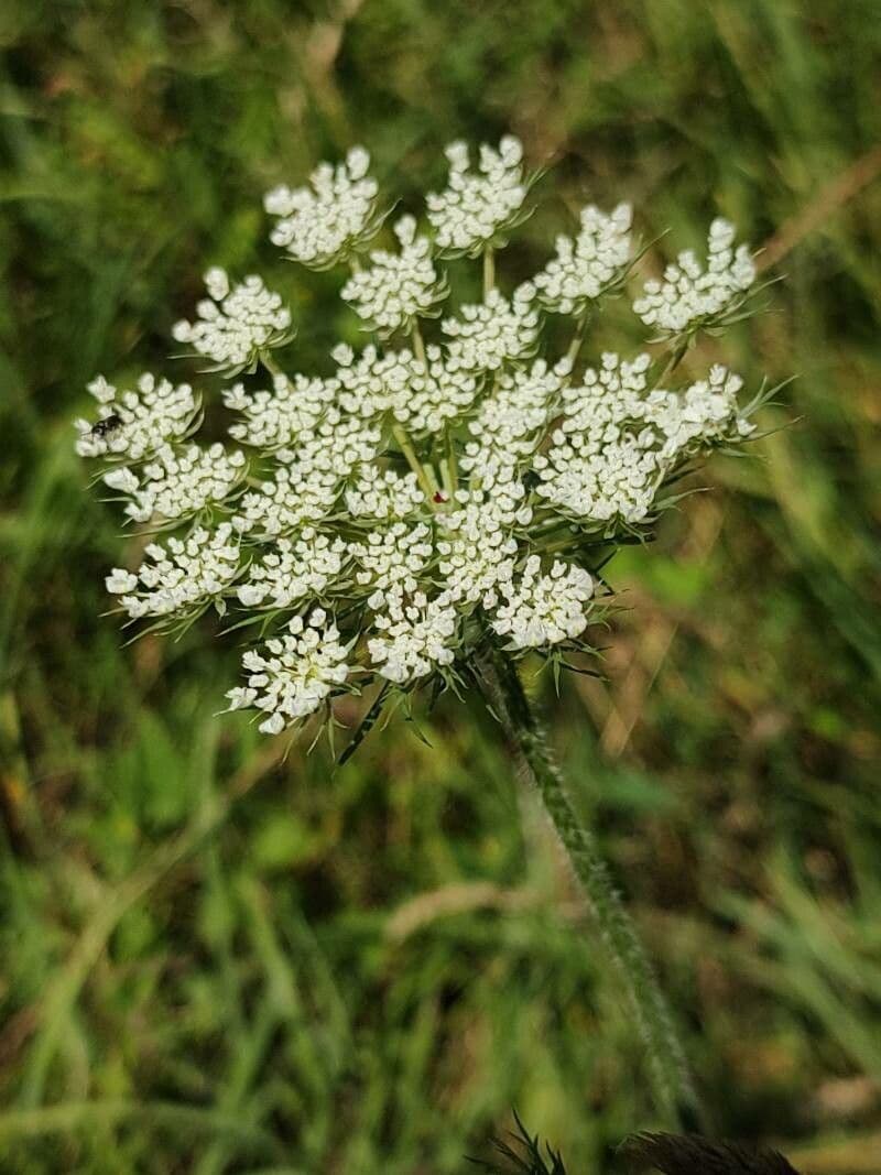 Carota selvatica irta 10