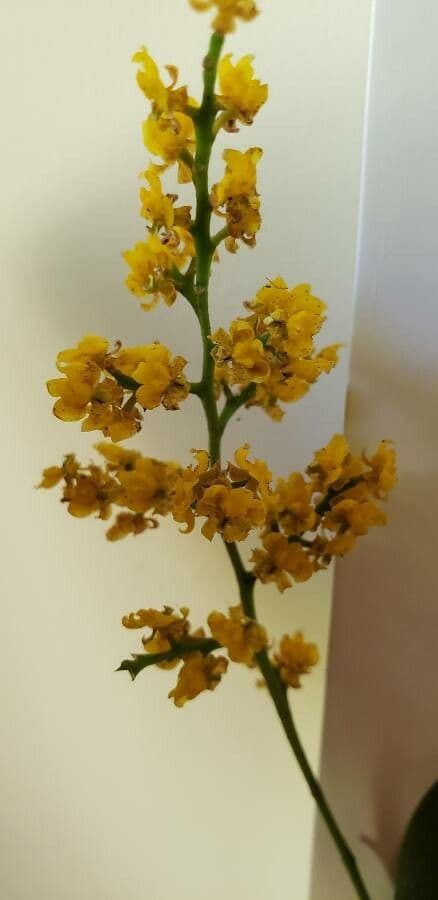 Oncidium 4