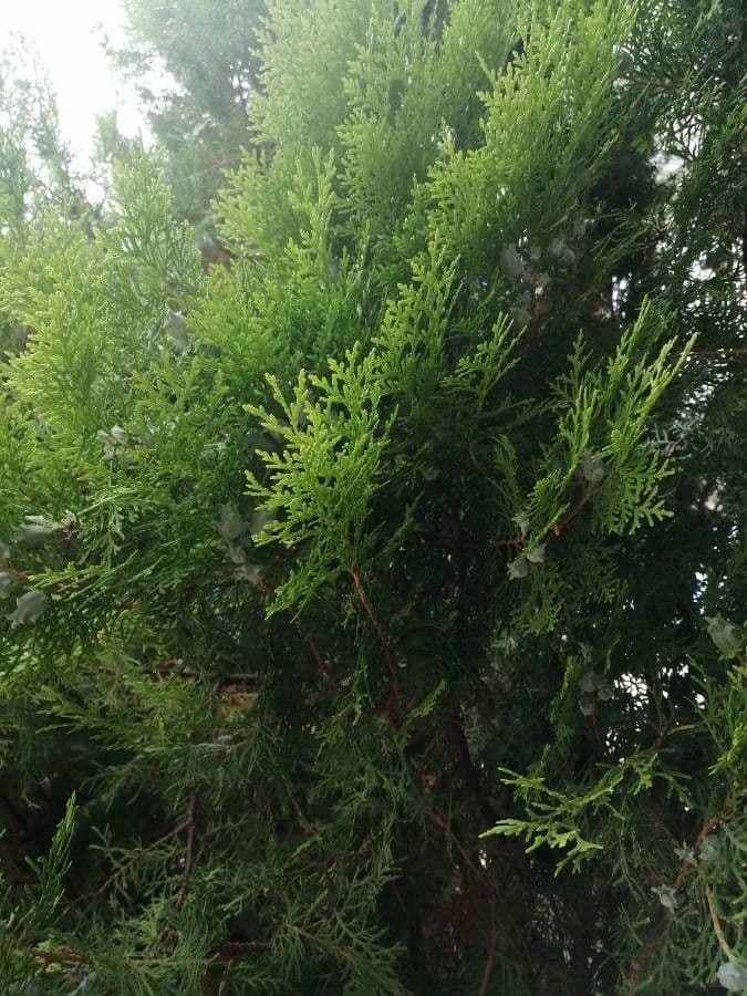 Arborvitae oriental 16
