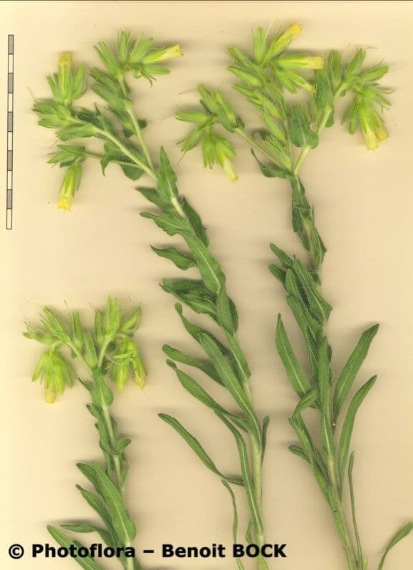 Onosma 26