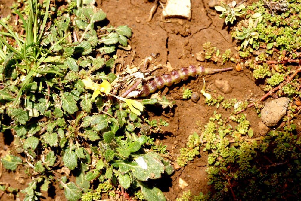 Raffenaldia 4