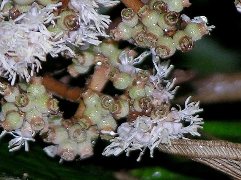 Miconia elata 3