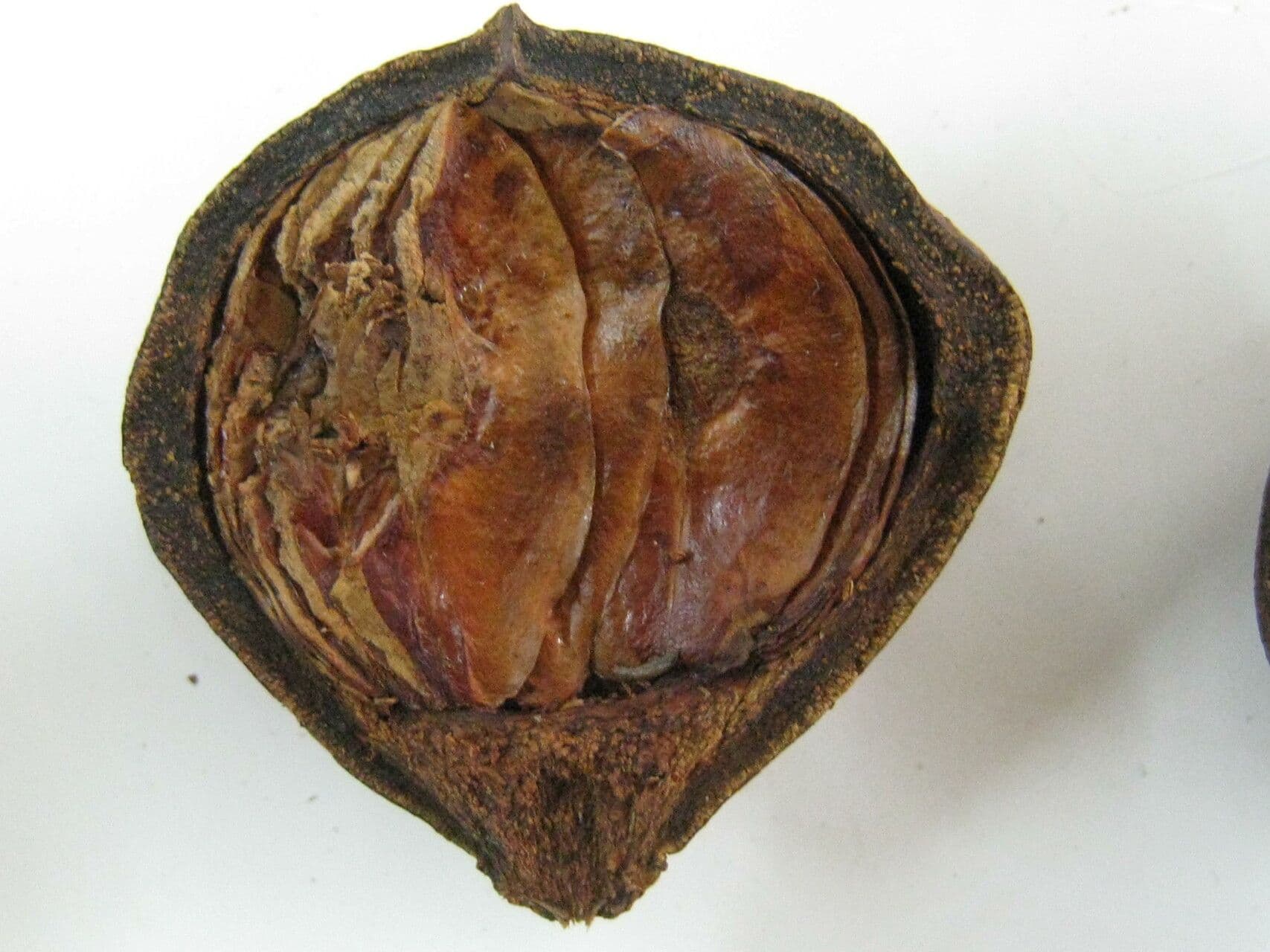 Lafoensia vandelliana 6