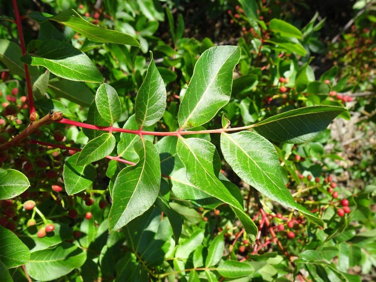 Cornicabra 18