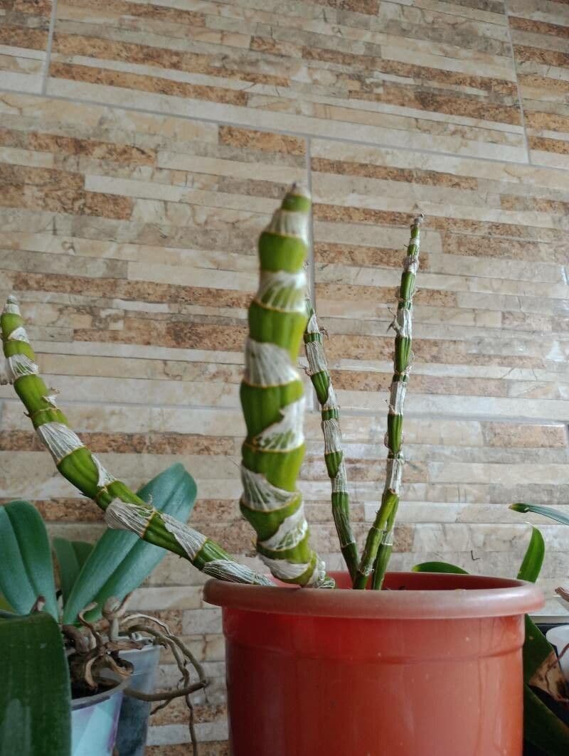Vavřínovitý dendrobium 23
