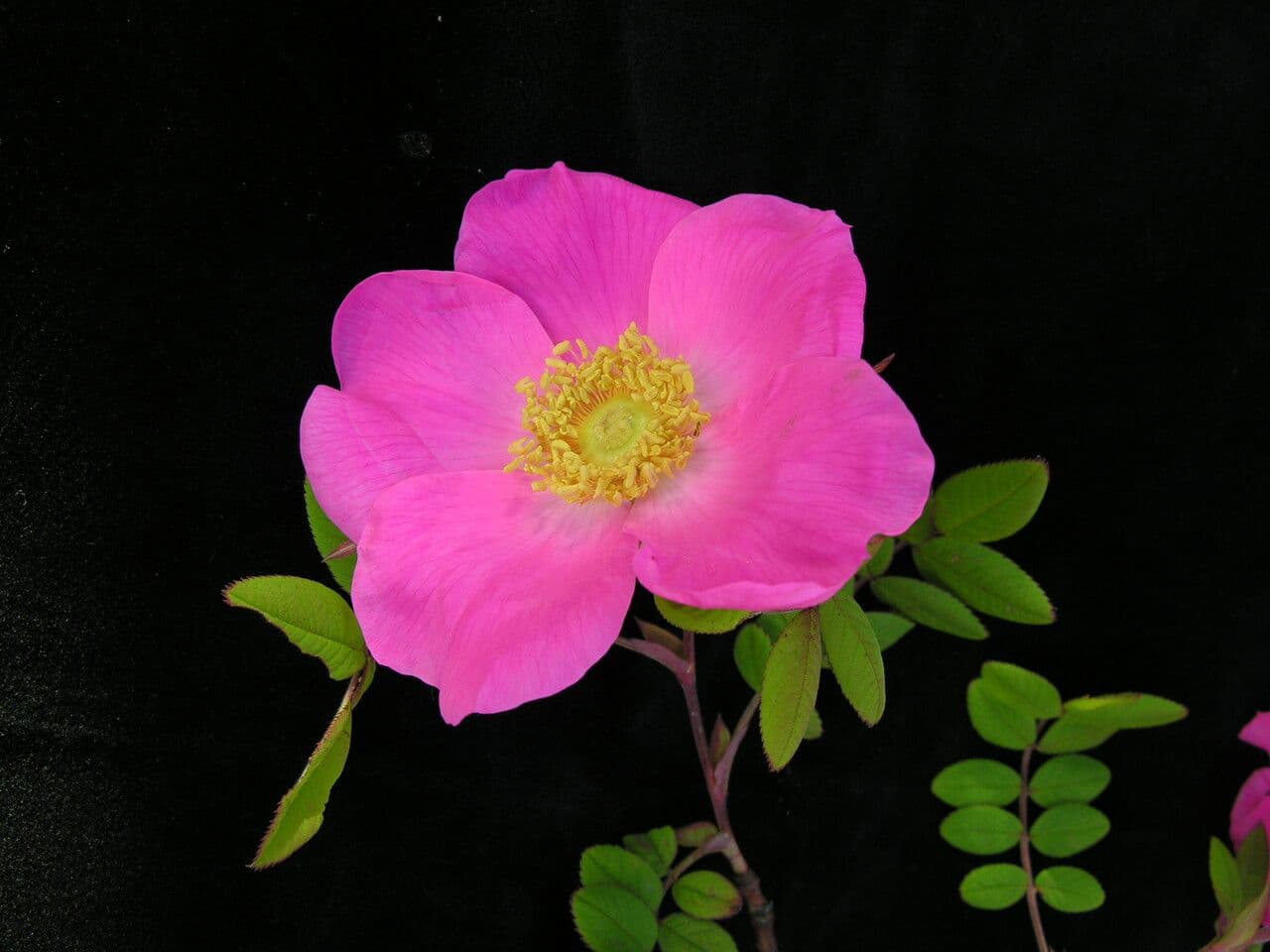 Großblättrige Rose 7