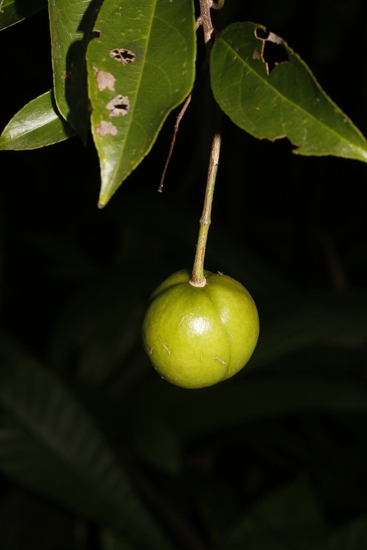 Amanoa