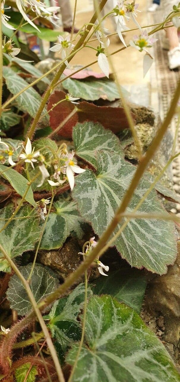 Sassifraga stolonifera 19