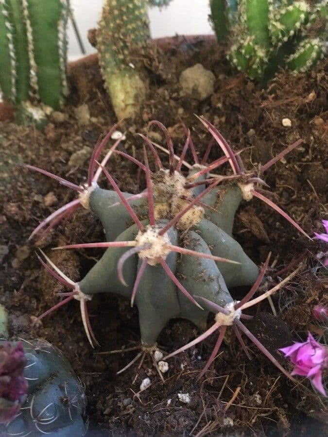 Cactus a botte di Emory 8