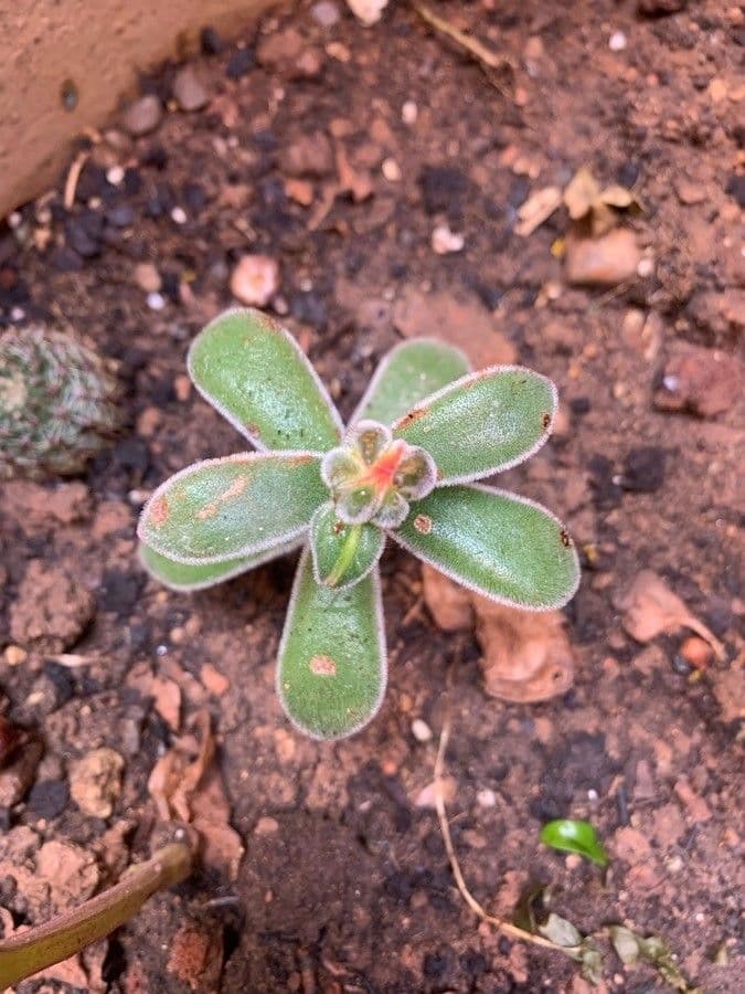 Echeveria 24