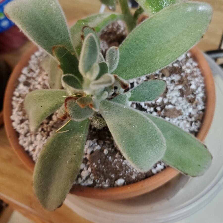 Pianta panda 28