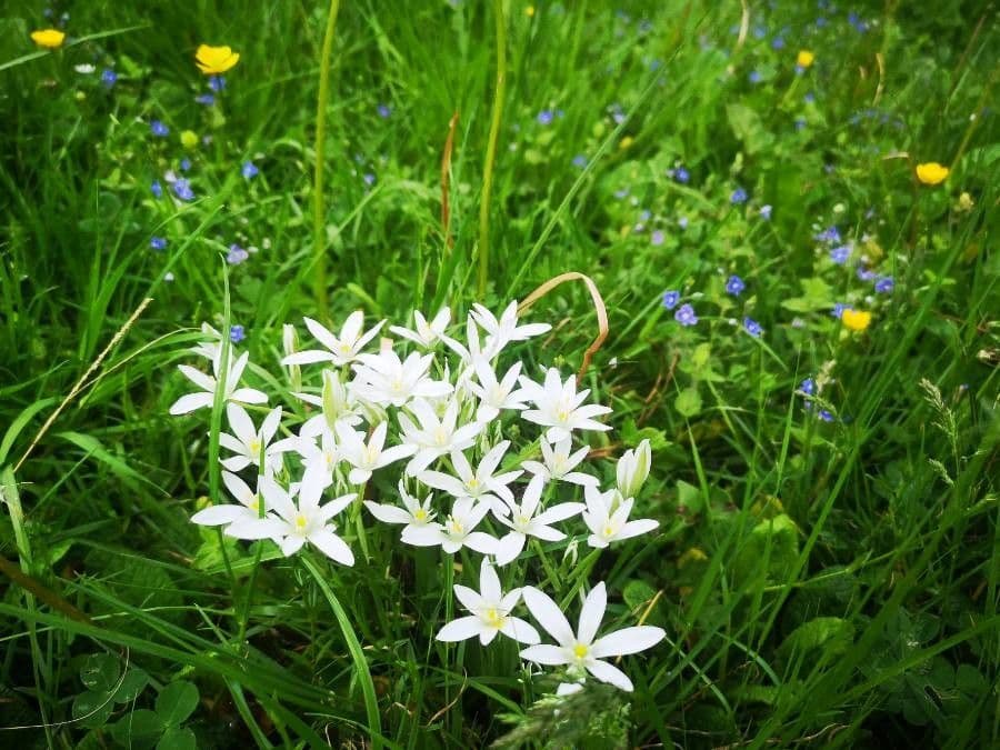 Ornithogalum gussonei 11