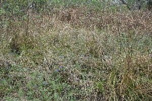 Hydrolea spinosa 2