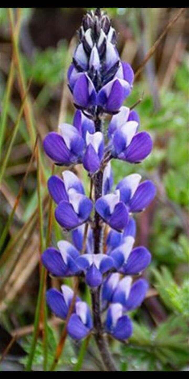 Lupinella bicolore 10