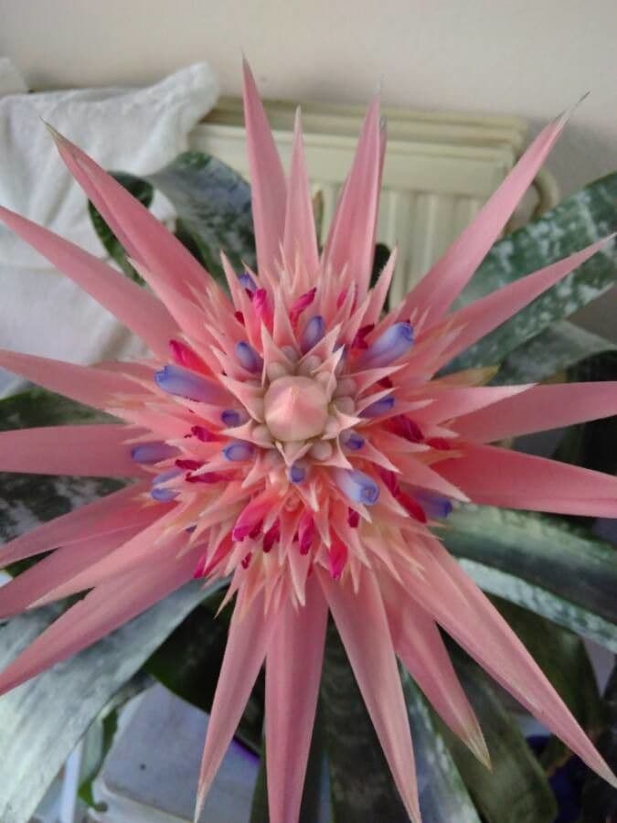 Ananas 26