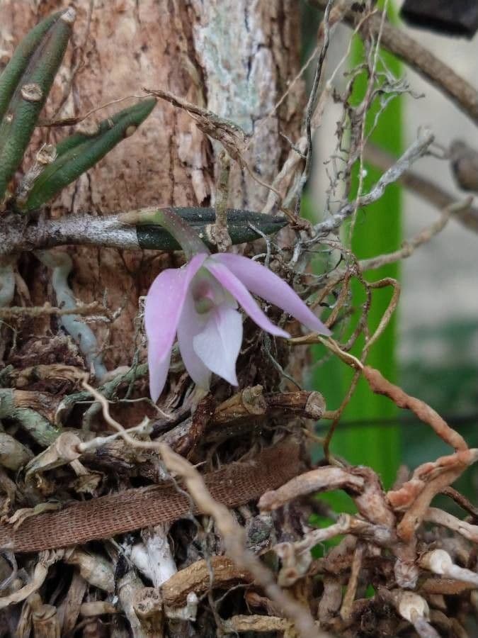 Dendrobium adunco 4