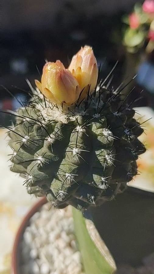 Copiapoa 10