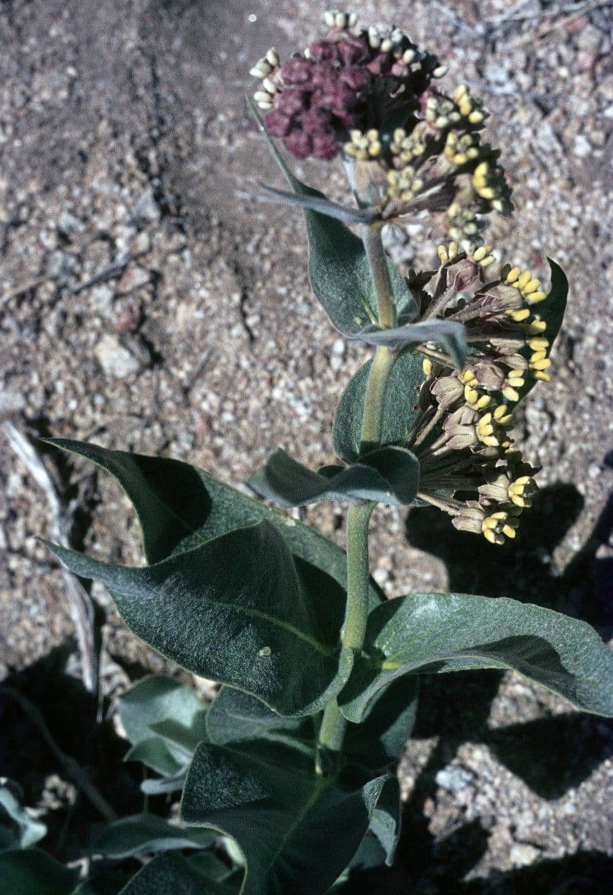 Asclepias 7