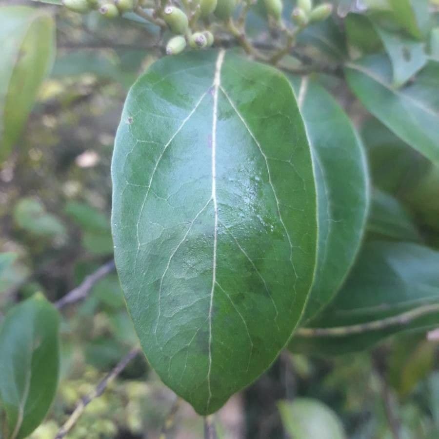 Cryptocarya di Lifou 13
