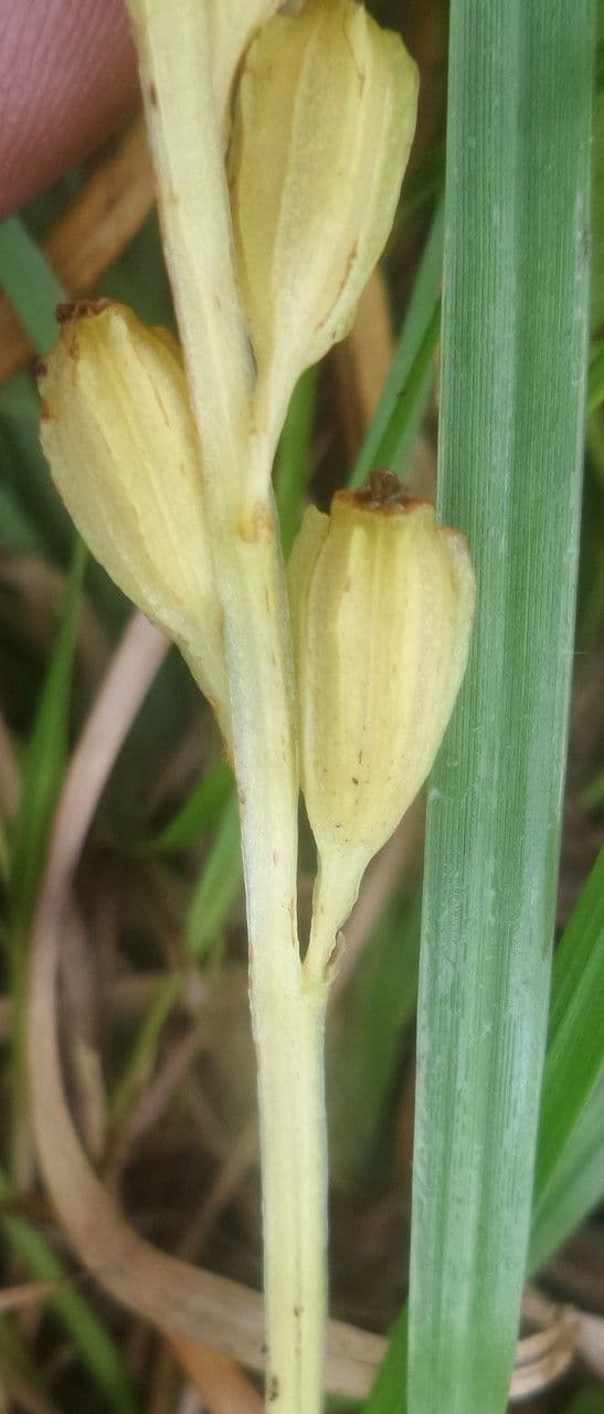 Liparide 4