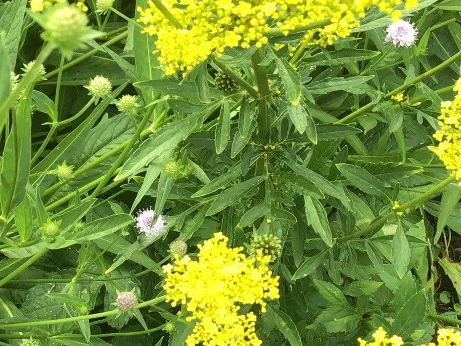 Patrinia 11