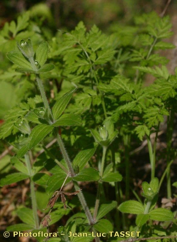 Galium 18