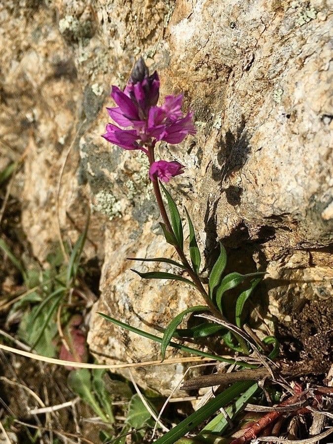Polygala de Nice 5