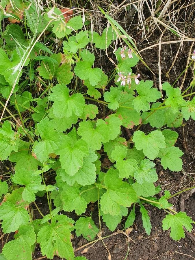 Pelargonio 9