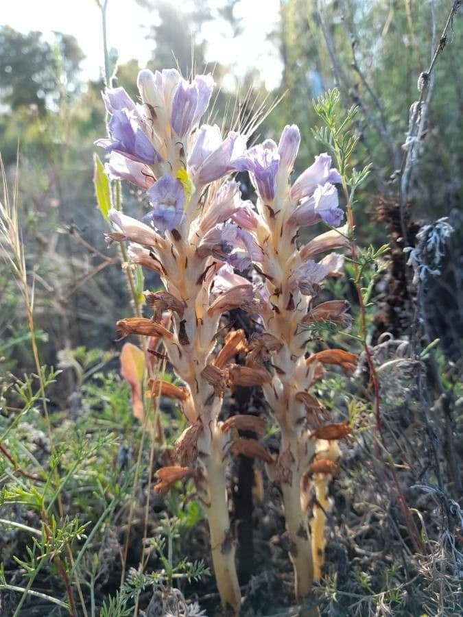 Australian broomrape 6