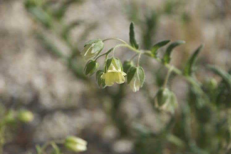 Emmenanthe penduliflora 12