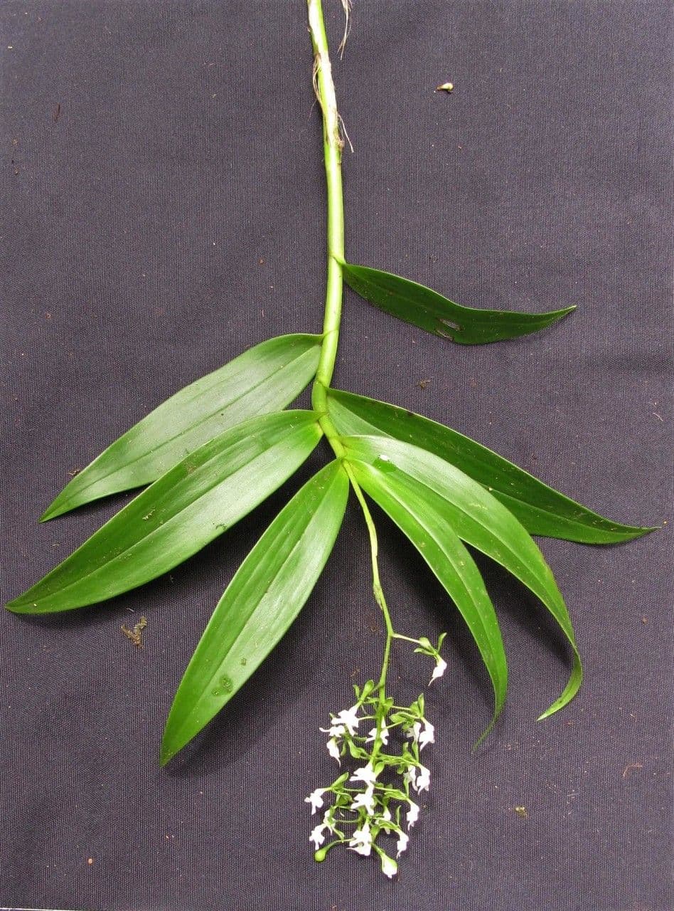 Epidendrum 6