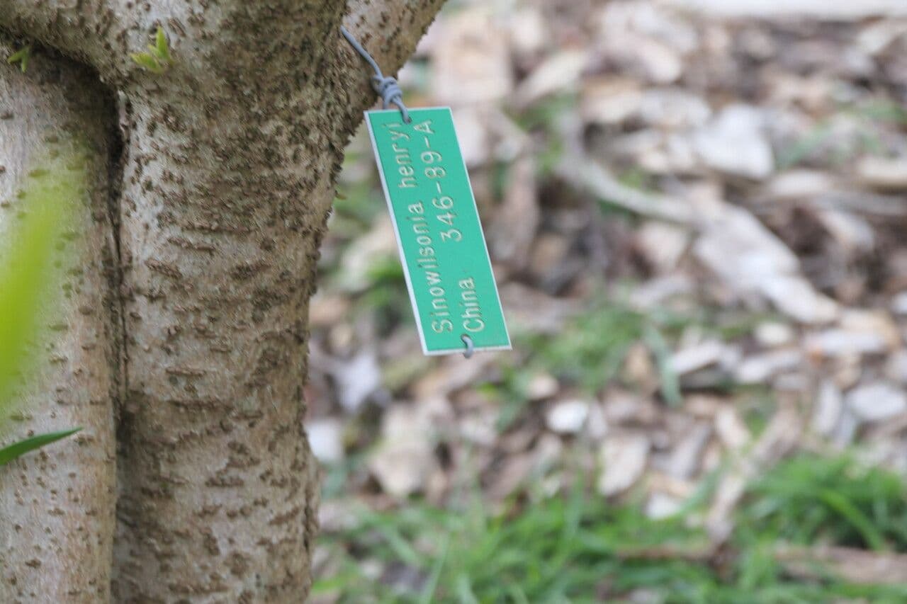 Sinowilsonia 11
