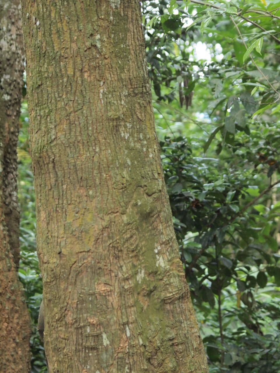 Morinda lucida